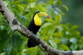 Toucan sitting on the branch in the forest, green vegetation, Costa Rica. Nature travel in central America. Two Keel-billed Toucan Royalty Free Stock Photo