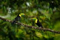 Toucan sitting on the branch in the forest, green vegetation, Costa Rica. Nature travel in central America. Two Keel-billed Toucan Royalty Free Stock Photo