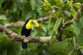 Toucan sitting on the branch in the forest, Panama, South America. Nature travel in central America. Keel-billed Toucan, Ramphasto Royalty Free Stock Photo