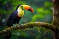 Toucan sitting on a branch in the rainforest. Generative AI