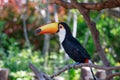 Toucan Royalty Free Stock Photo