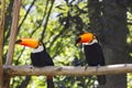 Toucan stump. Tucano Toco on natural background.