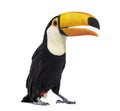 Toucan toco beak open, we can see its tongue, Ramphastos toco Royalty Free Stock Photo