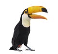 Toucan toco beak open, Ramphastos toco, isolated Royalty Free Stock Photo