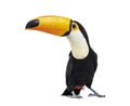 Toucan toco, Ramphastos toco, isolated