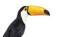 Toucan toco, Ramphastos toco, isolated