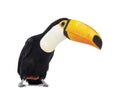 Toucan toco, Ramphastos toco, isolated