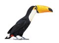 Toucan toco, Ramphastos toco, isolated