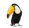 Toucan toco, Ramphastos toco, isolated