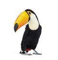 Toucan toco, Ramphastos toco, isolated