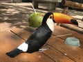 Toucan