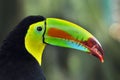 Toucan