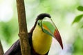 Toucan on a tree in the Papiliorama Zoo in Switzerland Royalty Free Stock Photo