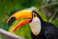 Toucan tropical bird in natural wildlife environment in rainforest jungle.
