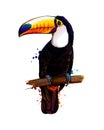 Toucan, tropical bird from a splash of watercolor, colored drawing, realistic Royalty Free Stock Photo