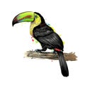 Toucan, tropical bird from a splash of watercolor, colored drawing, realistic Royalty Free Stock Photo