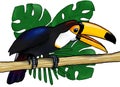 Toucan tropical exotic bird sitting on the branch monstera and palm leaves