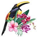 Toucan and tropical flowers orchid, turmeric, palm leaves on isolated white background, watercolor botanical painting Royalty Free Stock Photo