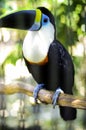 Toucan in wild life standing in the forest colorful blurred background Royalty Free Stock Photo