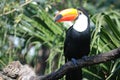 Toucan watching southeast Royalty Free Stock Photo