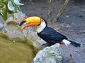 Toucan by the water with open beak Royalty Free Stock Photo