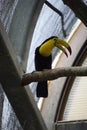 Toucan at Xcaret Park, Mexico Royalty Free Stock Photo