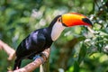 Toucano Toco - Tucano Toko bird isolated, scientific name Ramphastos toco, wild Toco Toucan in Parque das Aves, Brasil - Birds