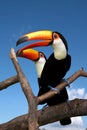 Toucans