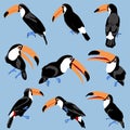 Toucans different poses set. Flat hand drawn simple style exotic tropical birds. Toucan with open and closed big beak Royalty Free Stock Photo