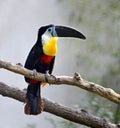 Toucans Royalty Free Stock Photo