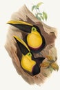 Toucans illustration. Colorful tropical birds Royalty Free Stock Photo