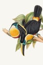Toucans illustration. Colorful tropical birds Royalty Free Stock Photo