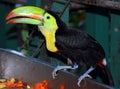 Toucans are members of the family Ramphastidae Royalty Free Stock Photo