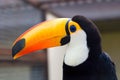 Toucans. Ramphastidae Royalty Free Stock Photo