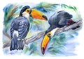 Toucans toko on a branch in a tropical forest, watercolor illustration