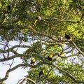 6 Toucans in a tree