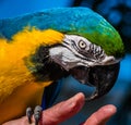 Close up of colorful Macaw Parrot`s head with beak touching woman`s finger Royalty Free Stock Photo