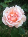 Rose with shades of Pink - Paris, France Royalty Free Stock Photo