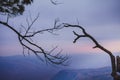 Touch of branches at Phu Kradueng, Thailand