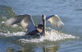 Touch down of a young swan Royalty Free Stock Photo