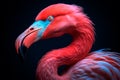 A Touch of Elegance: Pink Flamingo Realistic Animal Portrait Royalty Free Stock Photo