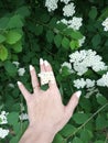 Touch, flower, white and green, hand