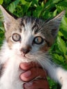 A touch full of joy, the moment I held a cute kitten Royalty Free Stock Photo