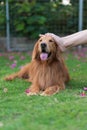 Touch the head of the Golden Retriever with your foot