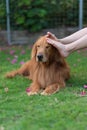 Touch the head of the Golden Retriever with your foot