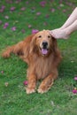 Touch the head of the Golden Retriever with your foot