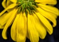 Close-up of underside of yellow Beach Sunflower.