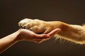 Touch of love human hand and dog paw gently embrace, symbolizing unbreakable bond of friendship Royalty Free Stock Photo