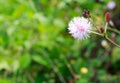 Touch-Me-Not, Also Called Sensitive Plant, Mimosa Pudica, or Shy Royalty Free Stock Photo