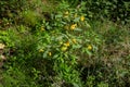 Touch me not Balsam growing in the forest, also called Impatiens noli tangere or Grosses Springkraut